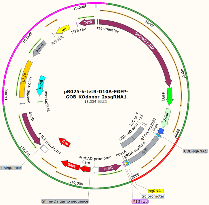 pB025-λ-tetR-D10A-EGFP-GOB-KOdonor-2xsgRNA1