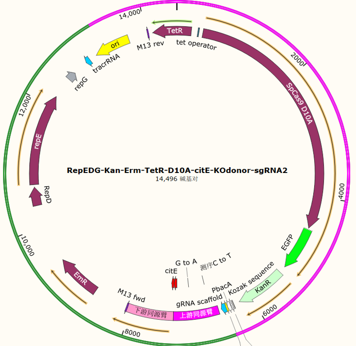 RepEDG-Kan-Erm-TetR-D10A-citE-KOdonor-sgRNA2