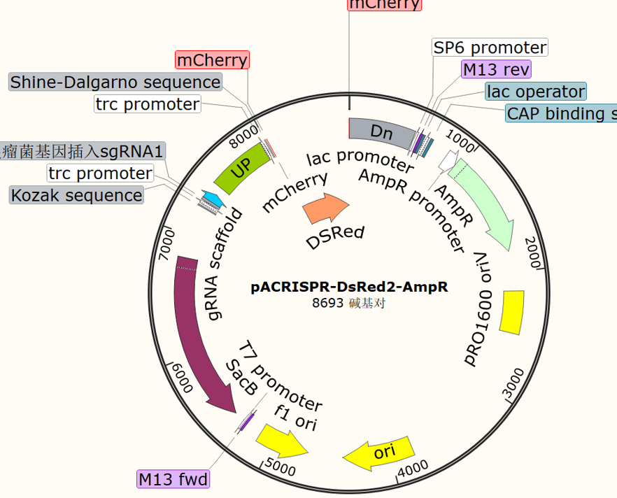 pACRISPR-DsRed2-AmpR