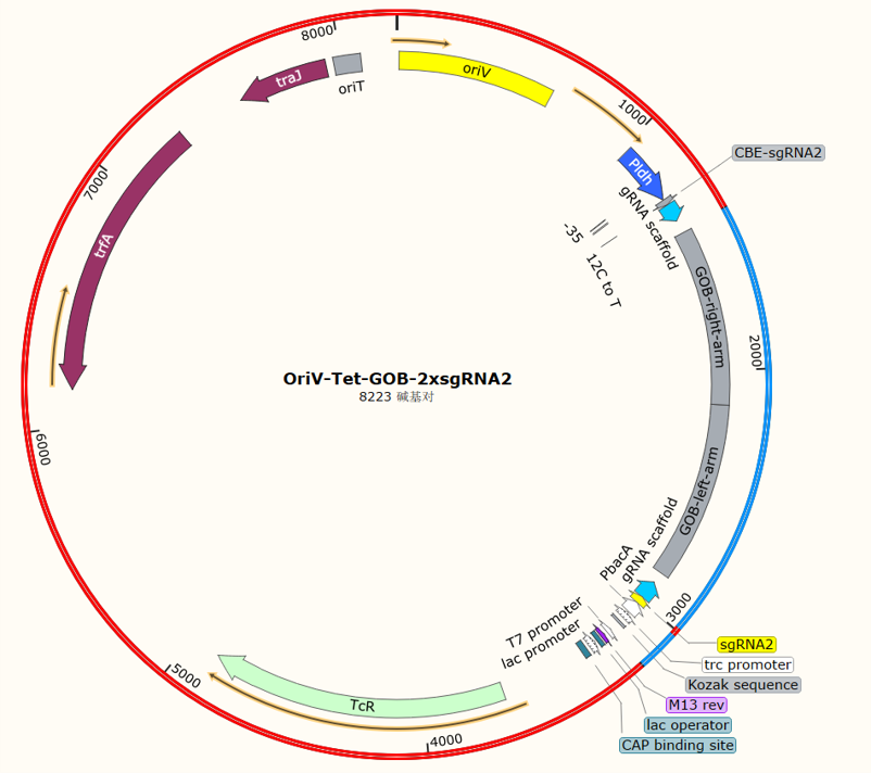OriV-Tet-GOB-2xsgRNA2