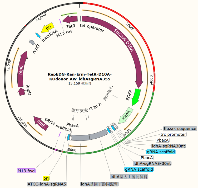 RepEDG-Can-Erm-TetR-D10A-KOdonor-AW-ldhAsgRNA355