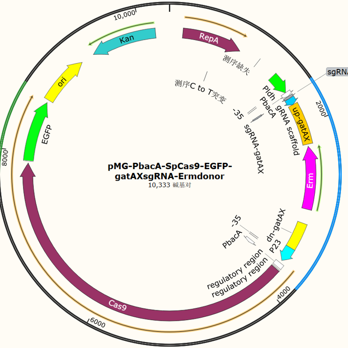 pMG - PbacA - SpCas9 - EGFP - gatAXsgRNA - Ermdonor