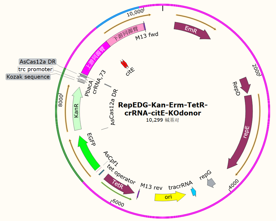 RepEDG-Kan-Erm-TetR-crRNA-citE-KO donor