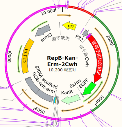 RepB-Kan-Erm-2Cwh
